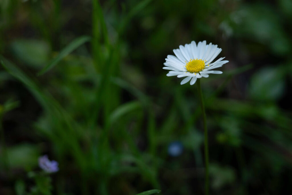 om 40mm 1 320 f28 4250060 scaled 1